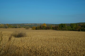 corn field in Ukraine, Ukrainian landscape