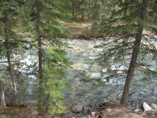 stream in the forest, Banff National Park, Alberta