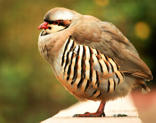 rain quail bird 