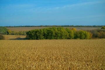 Landscape in Ukraine, field of corn