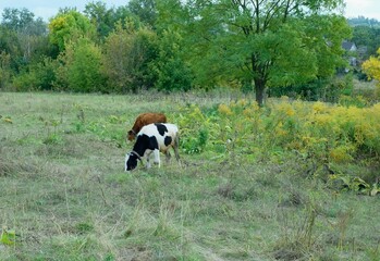two cows on the field , Ukraine
