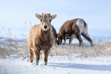 Obraz na płótnie Canvas Bighorn Sheep lamb in a winter landscape with snow