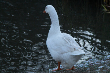 A white goose stands on the snow-dusted shore of a pond. November, cloudy day.