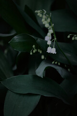Dark green foliage leaves with moody light