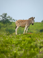 Obraz premium A zebra standing in floral grassland of Africa