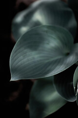 Dark green foliage leaves with moody light