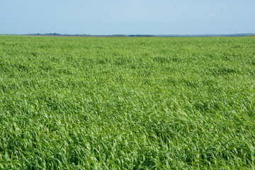Pasturas para alimento de ganado, pastoreo, césped verde