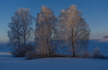 Trees in winter, frost