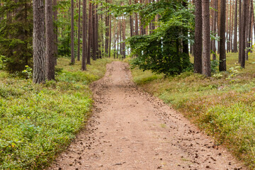 Droga prowadząca przez las