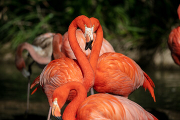 Red and Yellow Flamingo Profile Head Views Showing the Formation of a Heart when 2 Heads are Next to Each Other