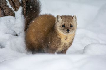 Pine Marten in Winter 