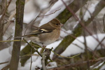 common finch