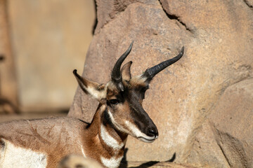 Thomson Gazelle Laying on the Ground Next to a Rock  in a Head Profile