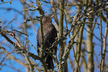 blackbird female