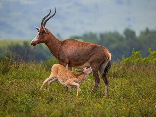 Naklejka na ściany i meble A mother Antelope breast feeding the newborn