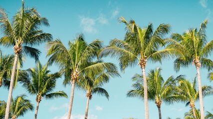 Palm trees in Florida - West Palm Beach Florida