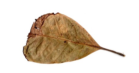 leaf isolated on white background