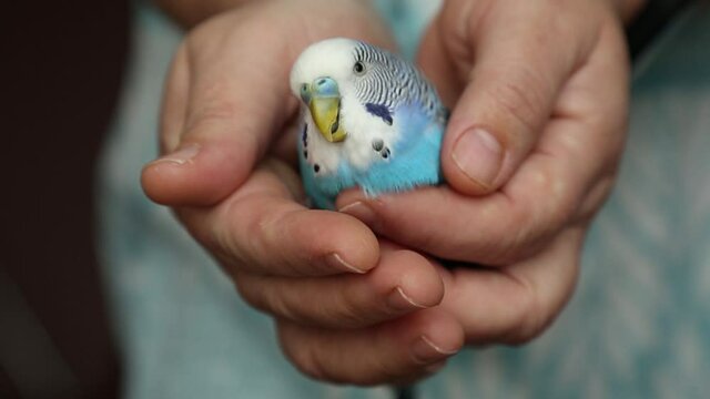 A budgie sits in his hands A tamed wild bird in the palms between man and animal