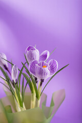 Beautiful spring bouquet of crocuses and mimosa flowers.