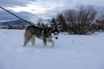 Husky Walking in Snow, Bozeman Montana Dogs