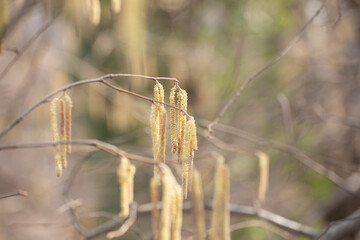 Alder tree branches blossoming with long catkins against a blurred background.