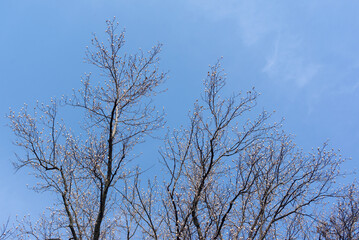 Tulip poplar tree branches against bright blue sky in early spring.