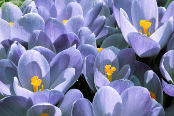 Group of crocuses in trendy tone of Very Peri 17-3938. Color of the Year 2022. Close-up view.