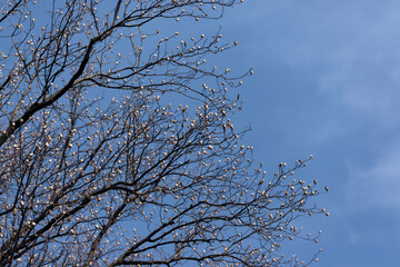 Tulip poplar tree branches against bright blue sky in early spring.
