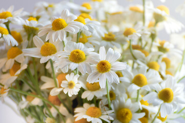 Close up White fresh chamomile or daisy in bouquet. Healthcare alternative medicine natural background.
