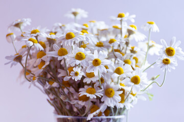Close up White fresh chamomile or daisy in bouquet. Healthcare detox alternative medicine natural background.