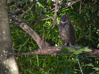 great horned owl (Bubo virginianus) in a public park in Buenos Aires city.