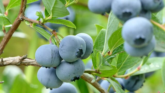 Blueberry Fruit Ripen On Bush In Garden, Closeup Video Footage