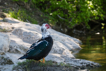 Muscovy Duck standing on dry land