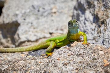 Naklejka na ściany i meble European green lizard (Lacerta viridis) sunbathing in the morning on rocks