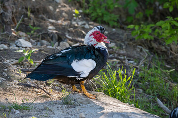 Muscovy Duck standing on dry land