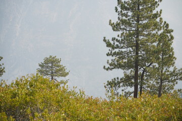 カリフォルニア州　セコイア国立公園　グレイシャーポイント　景色