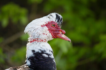muscovy duck, close up, portrait