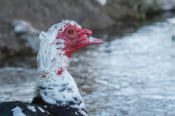 Naklejka premium muscovy duck, close up, portrait