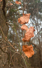 season of beautiful autumn red leaves