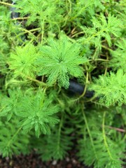 green moss on a tree