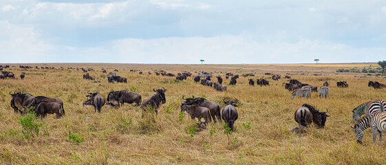 Blue wildebeest, Connochaetes taurinus and plains zebra, Equus quagga, migrate through the Maasai Mara National Reserve in Kenya.