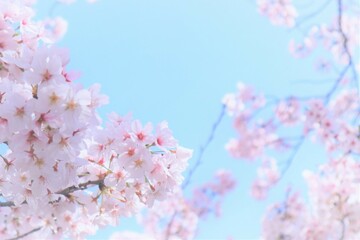 空に咲くピンクの桜が美しい鮮やかな春の桜の背景