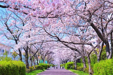 ピンクの桜のトンネルの鮮やかな春の背景素材