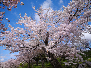 松前町の桜