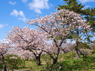 Fototapeta premium 松前町の桜