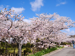 松前町の桜