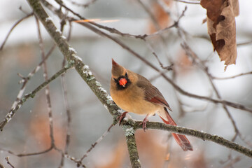 cardinal