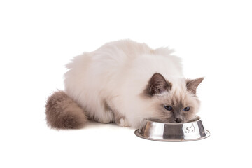Portrait of sacred young cat of Burma eating