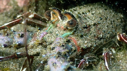 Costa Rica Pacific sea life