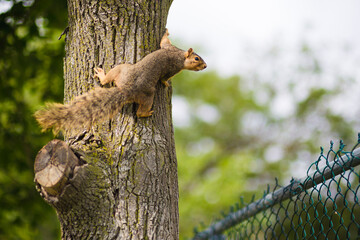 brown fox squirrel crawling up a tree looking toward the right